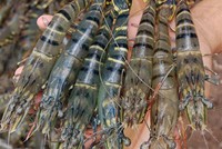 Tôm Việt Nam thoát thuế chống trợ cấp của Mỹ 